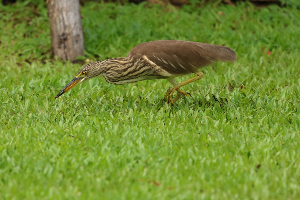 Chinese Pond-Heron - ML647602492