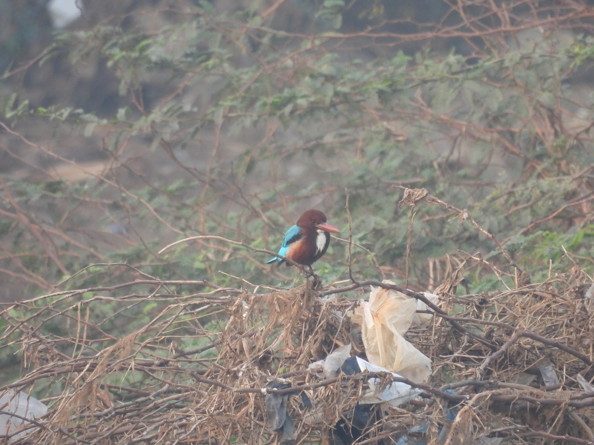White-throated Kingfisher - ML647602496