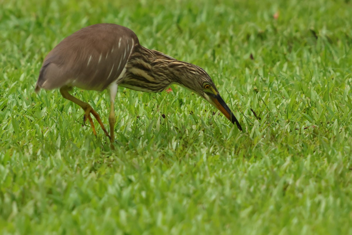 Chinese Pond-Heron - ML647602497