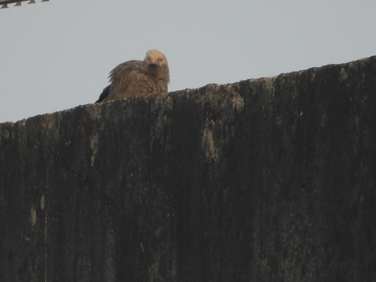 Yellow-billed Babbler - ML647602505