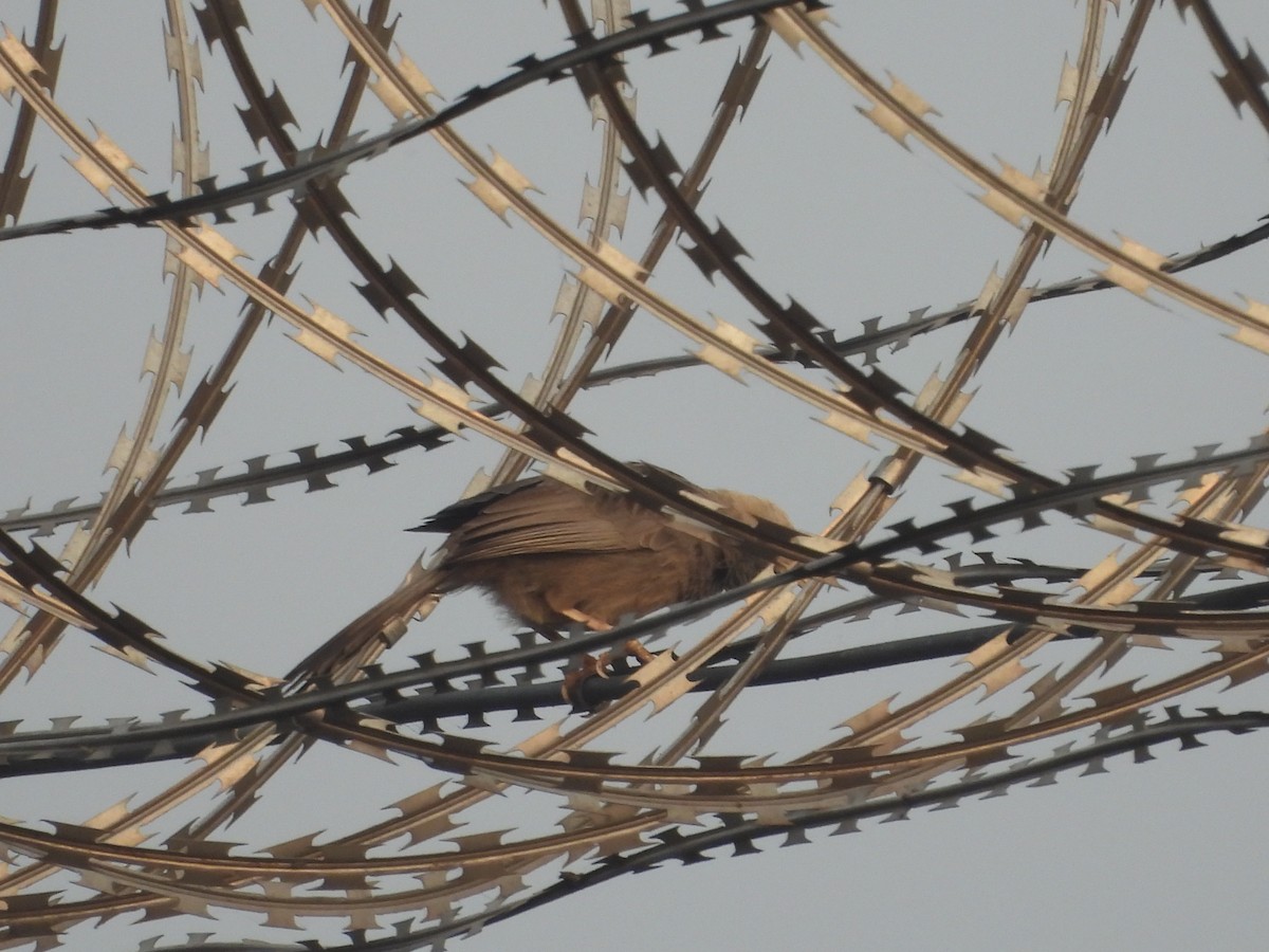 Yellow-billed Babbler - ML647602506