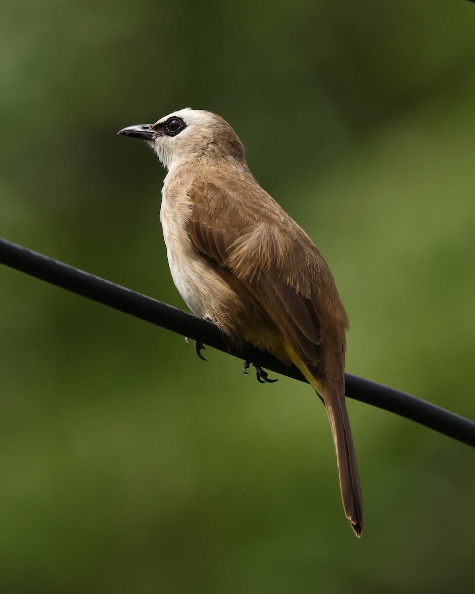 Yellow-vented Bulbul - ML647602507