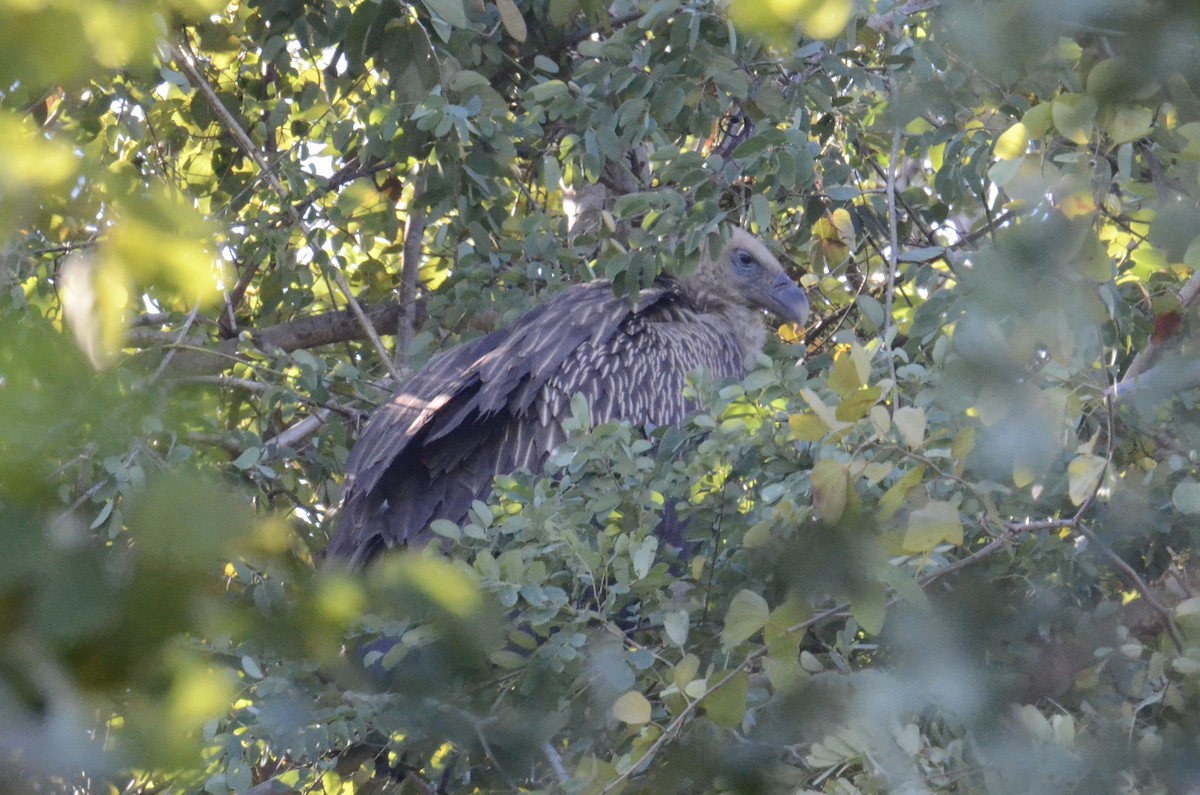 נשר הימלאיה - ML647602509