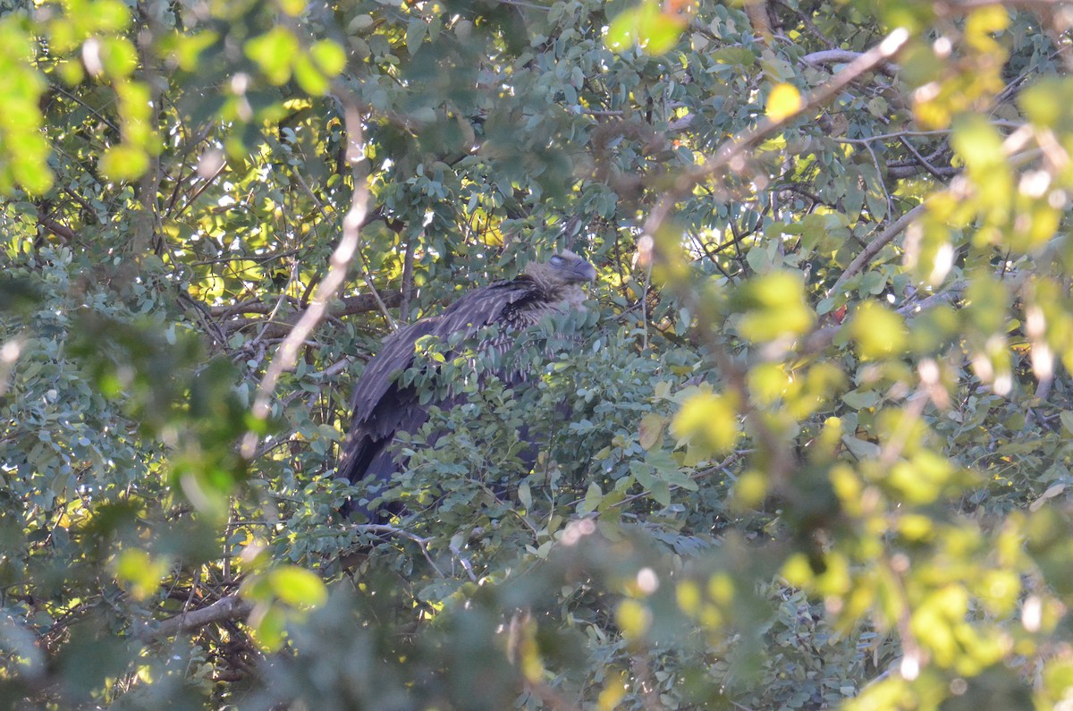 נשר הימלאיה - ML647602510