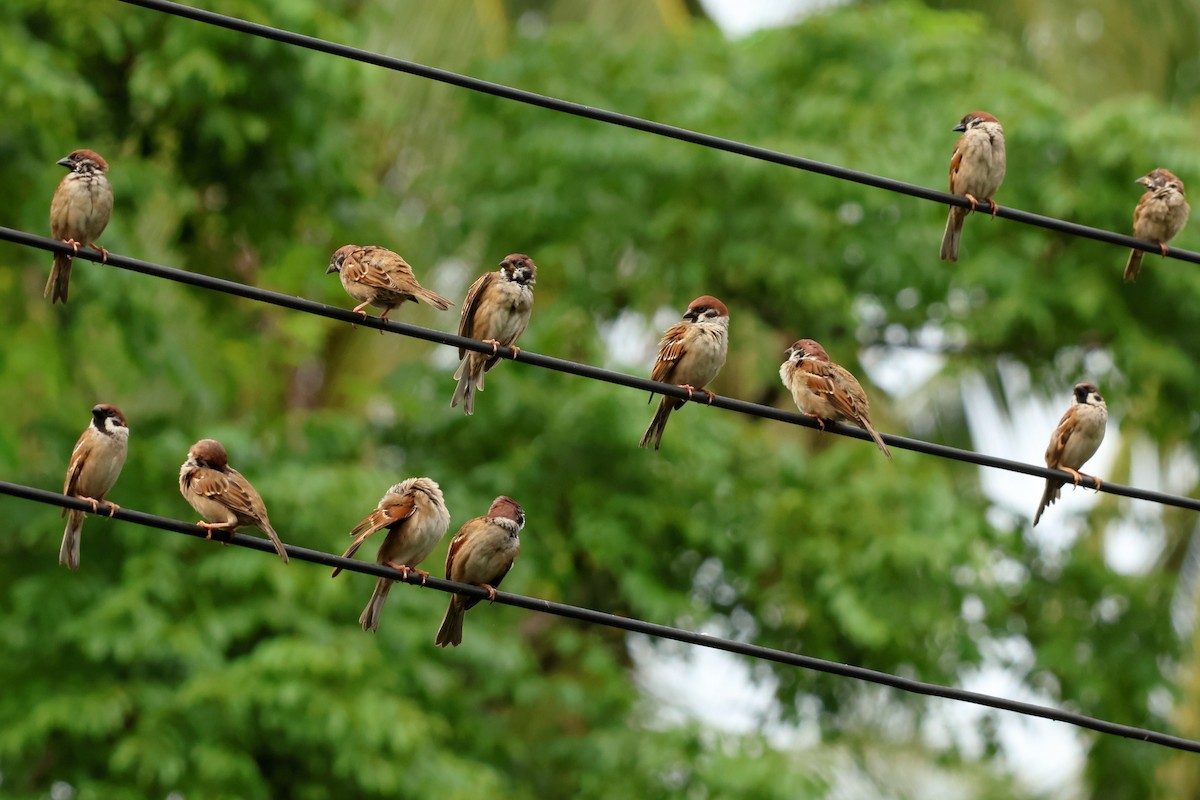 Eurasian Tree Sparrow - ML647602511