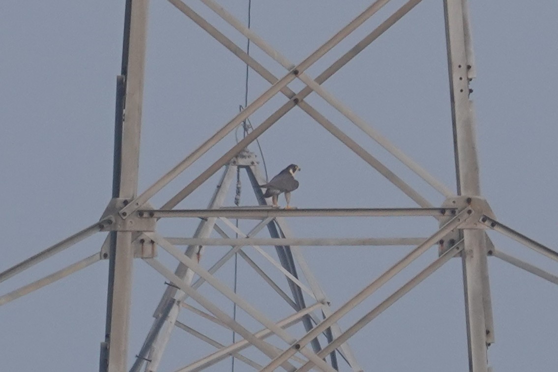 Peregrine Falcon - ML647602513