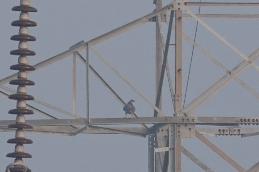 Peregrine Falcon - ML647602514