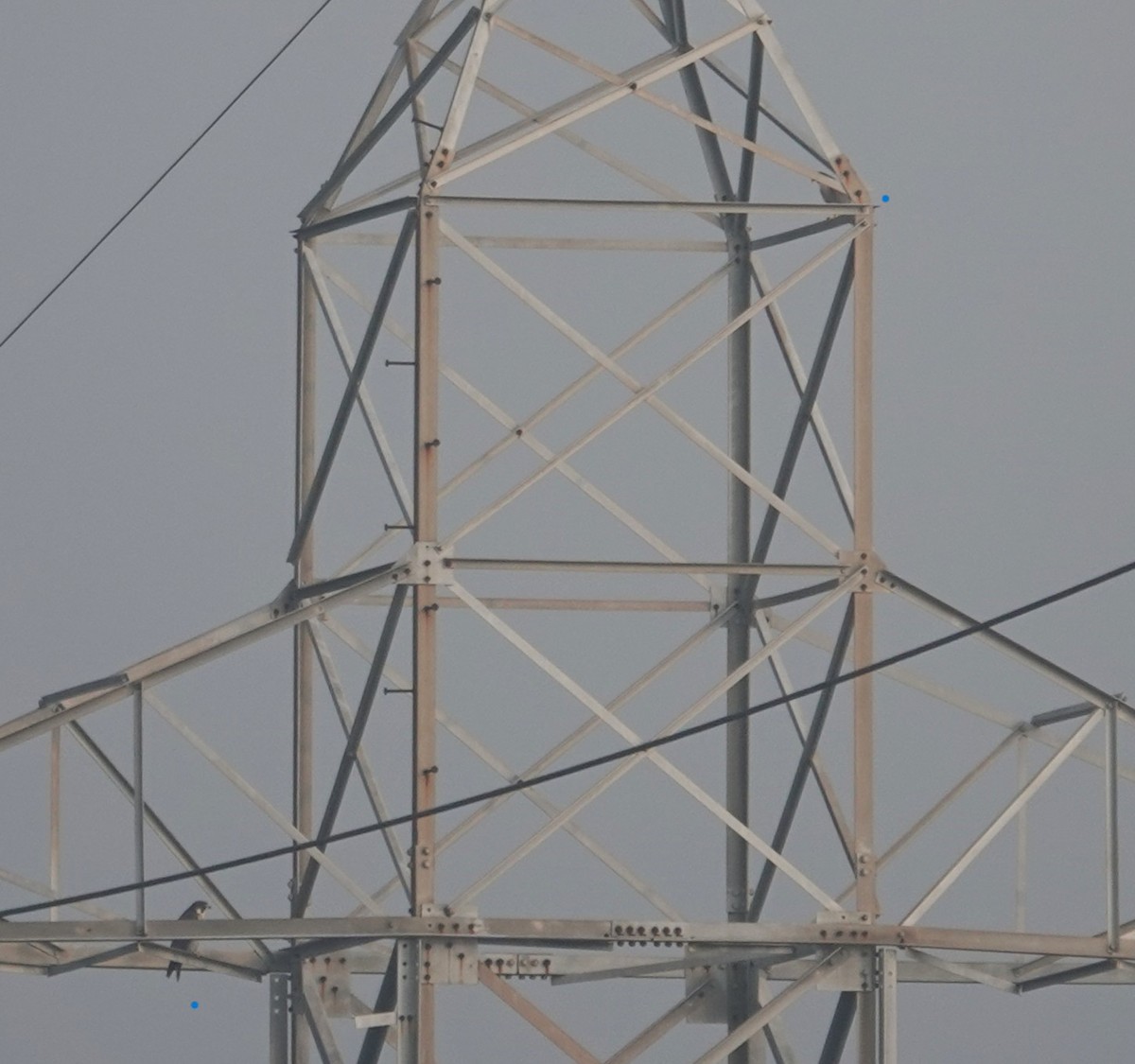 Peregrine Falcon - ML647602515