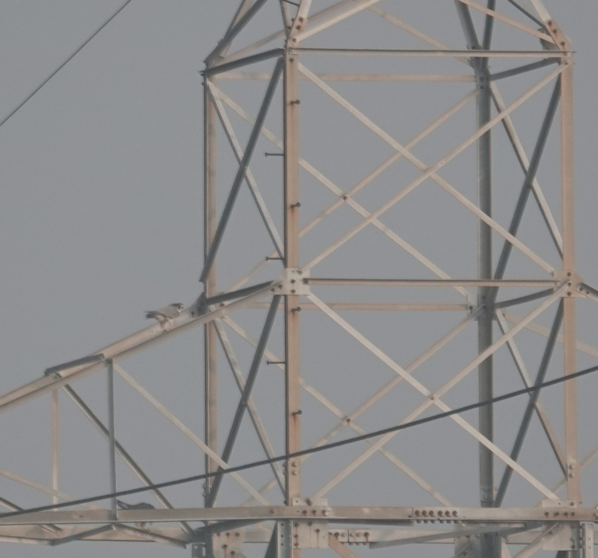 Peregrine Falcon - ML647602516