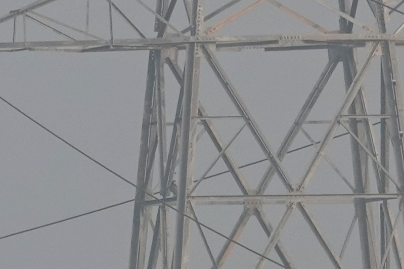 Peregrine Falcon - ML647602517