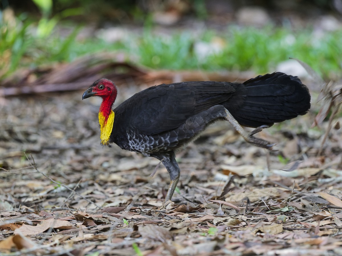 Australian Brushturkey - ML647602518
