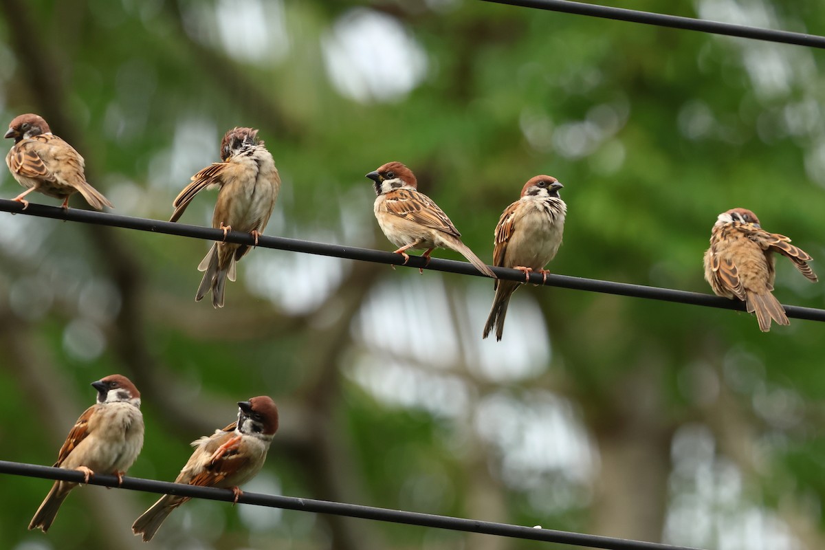 Eurasian Tree Sparrow - ML647602520