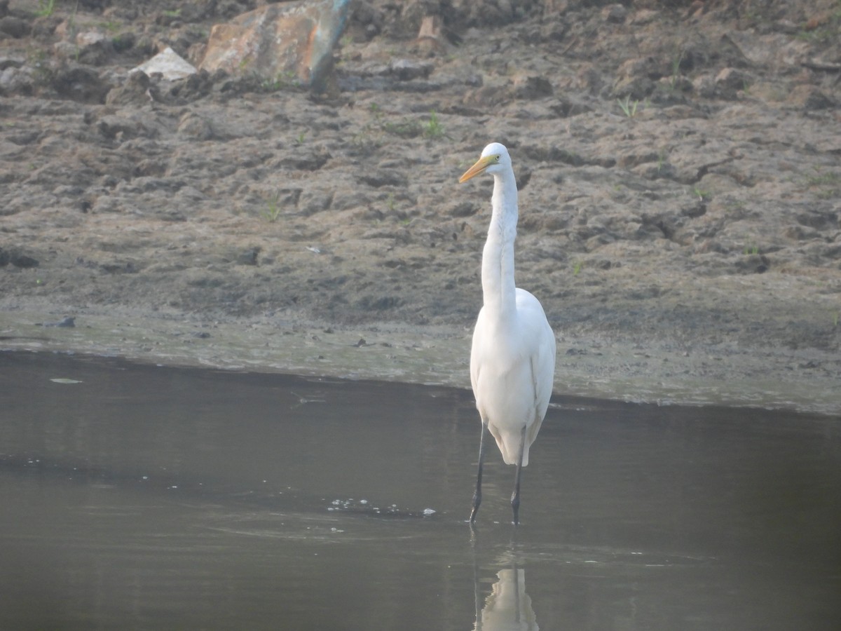 Medium Egret - ML647602521