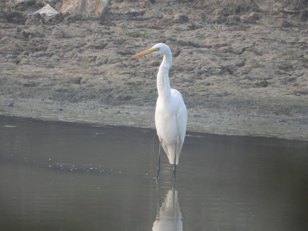 Medium Egret - ML647602522