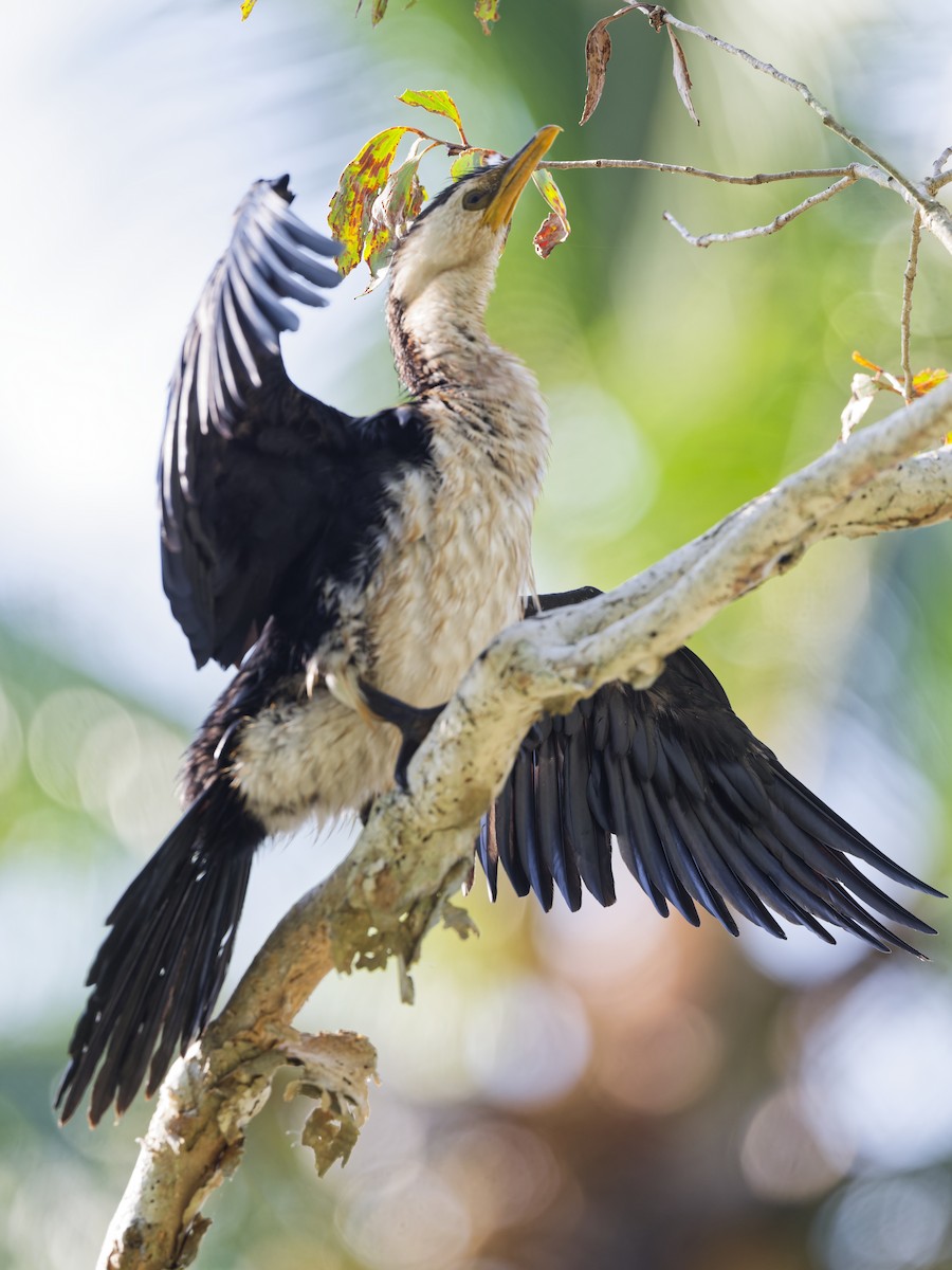 Little Pied Cormorant - ML647602523