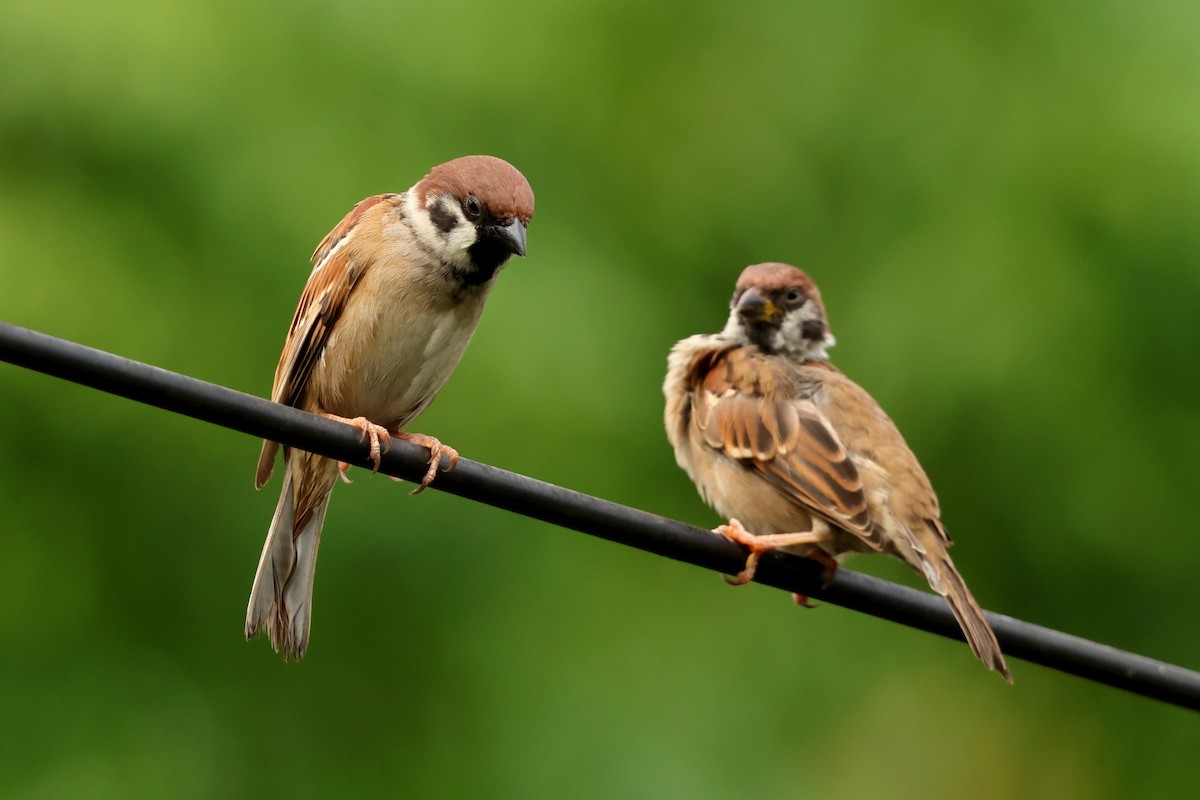 Eurasian Tree Sparrow - ML647602524