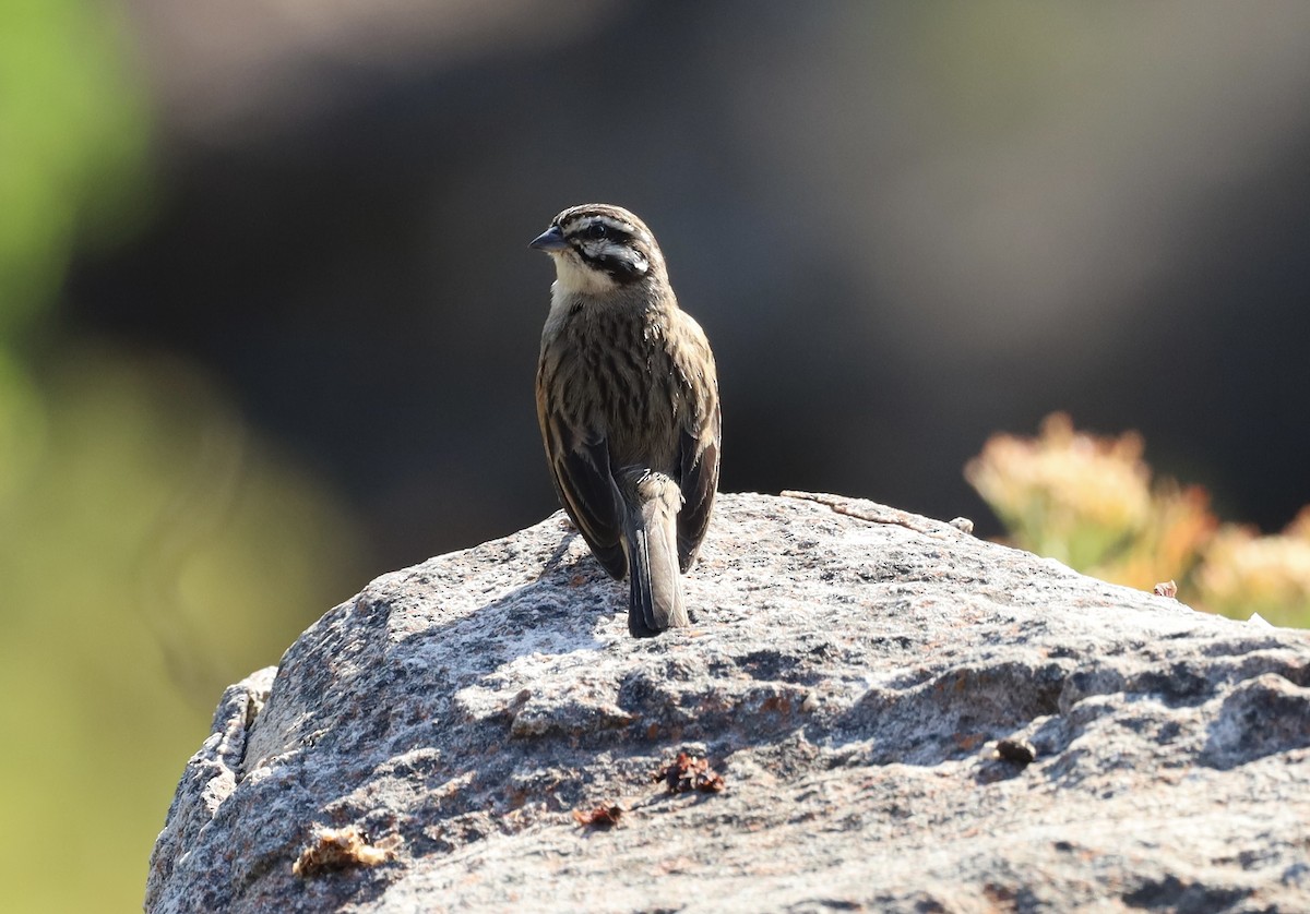 Cape Bunting - ML647602525