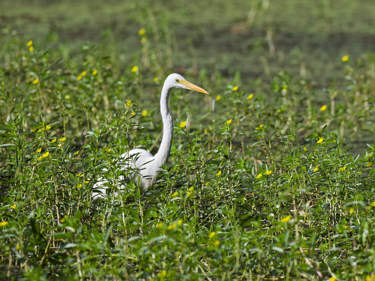Great Egret (modesta) - ML647602528
