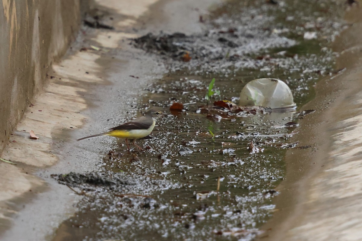 Gray Wagtail - ML647602529