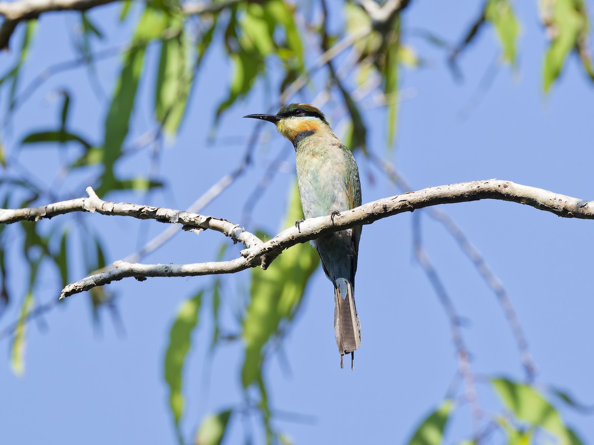 Rainbow Bee-eater - ML647602530
