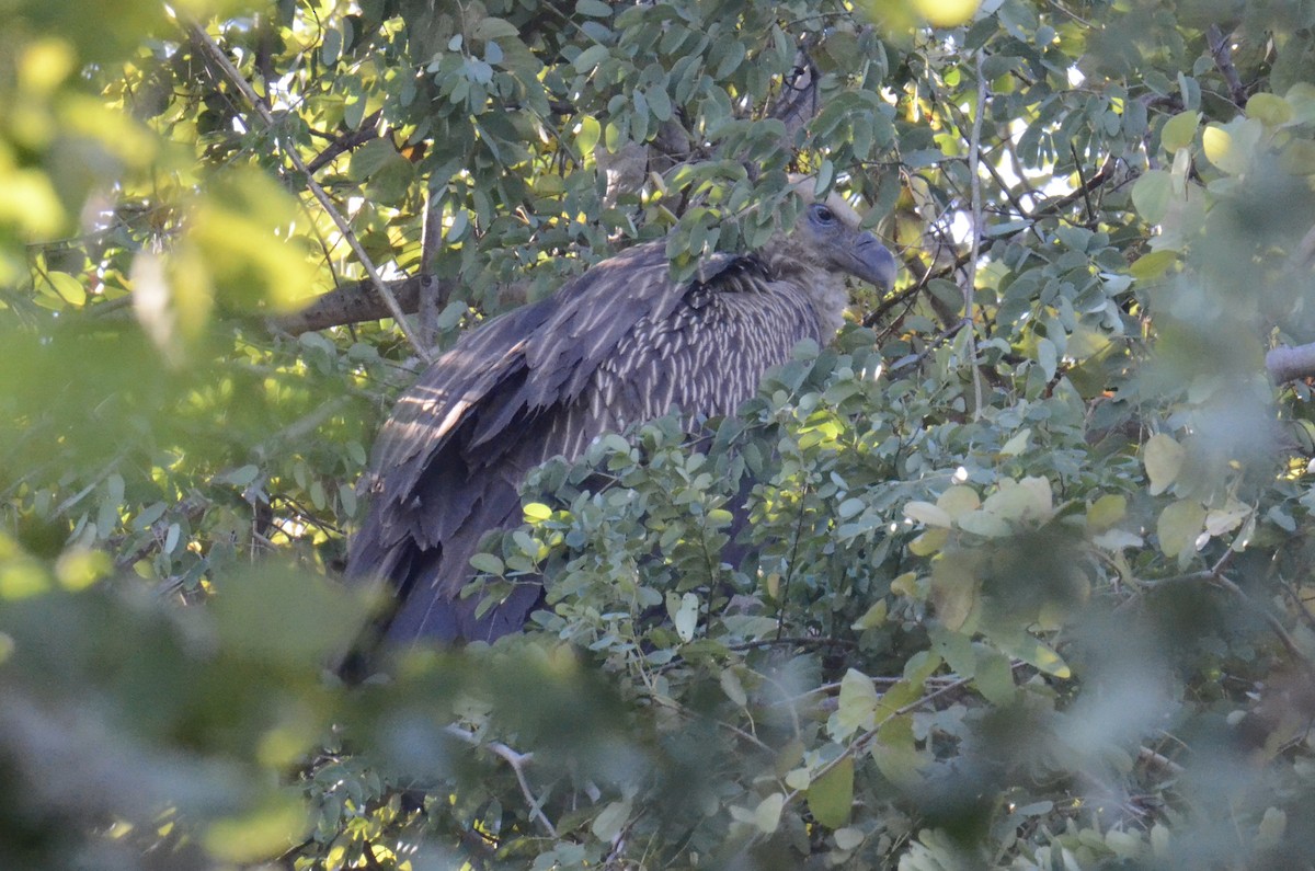 נשר הימלאיה - ML647602537