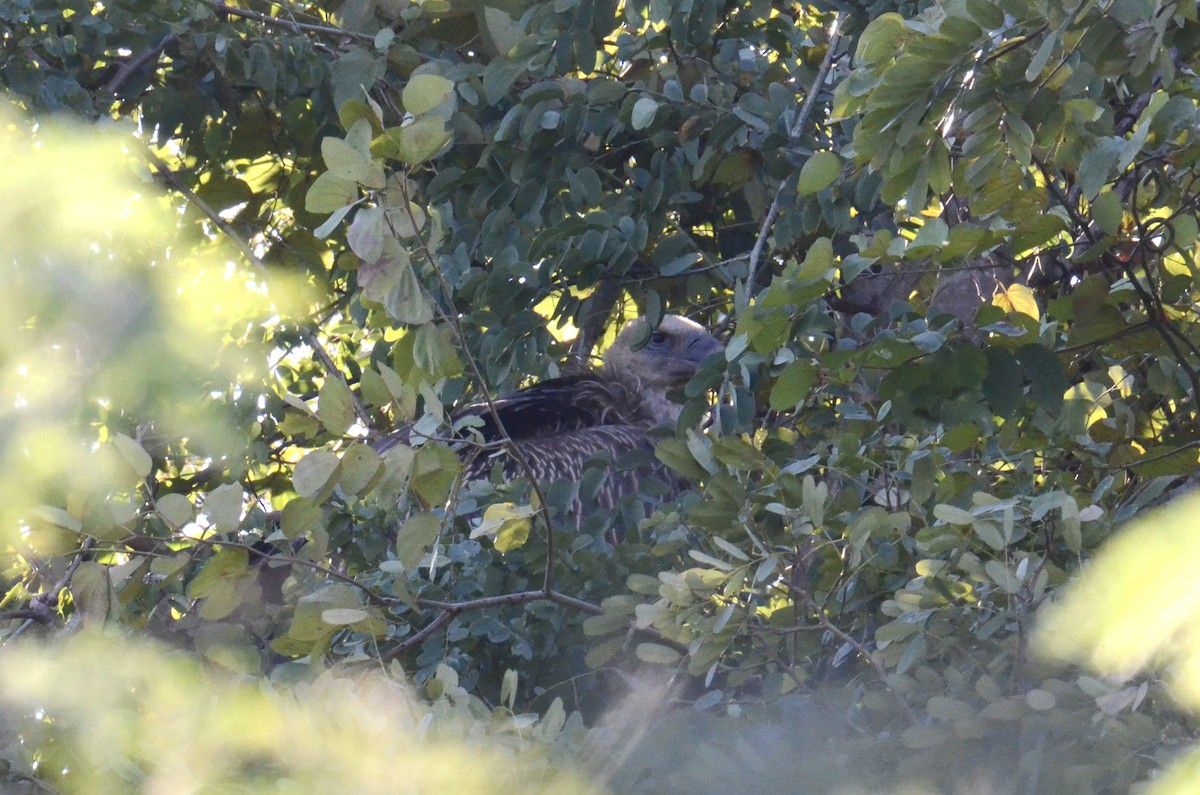 נשר הימלאיה - ML647602538