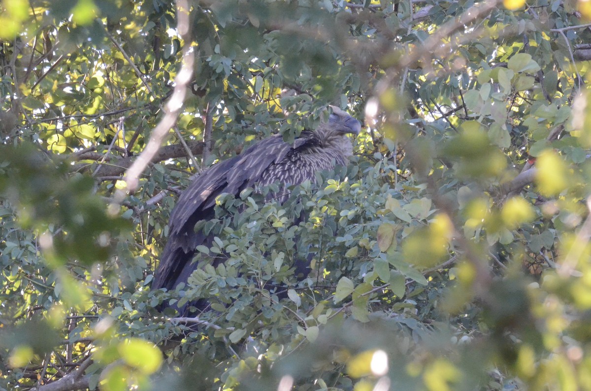 נשר הימלאיה - ML647602539