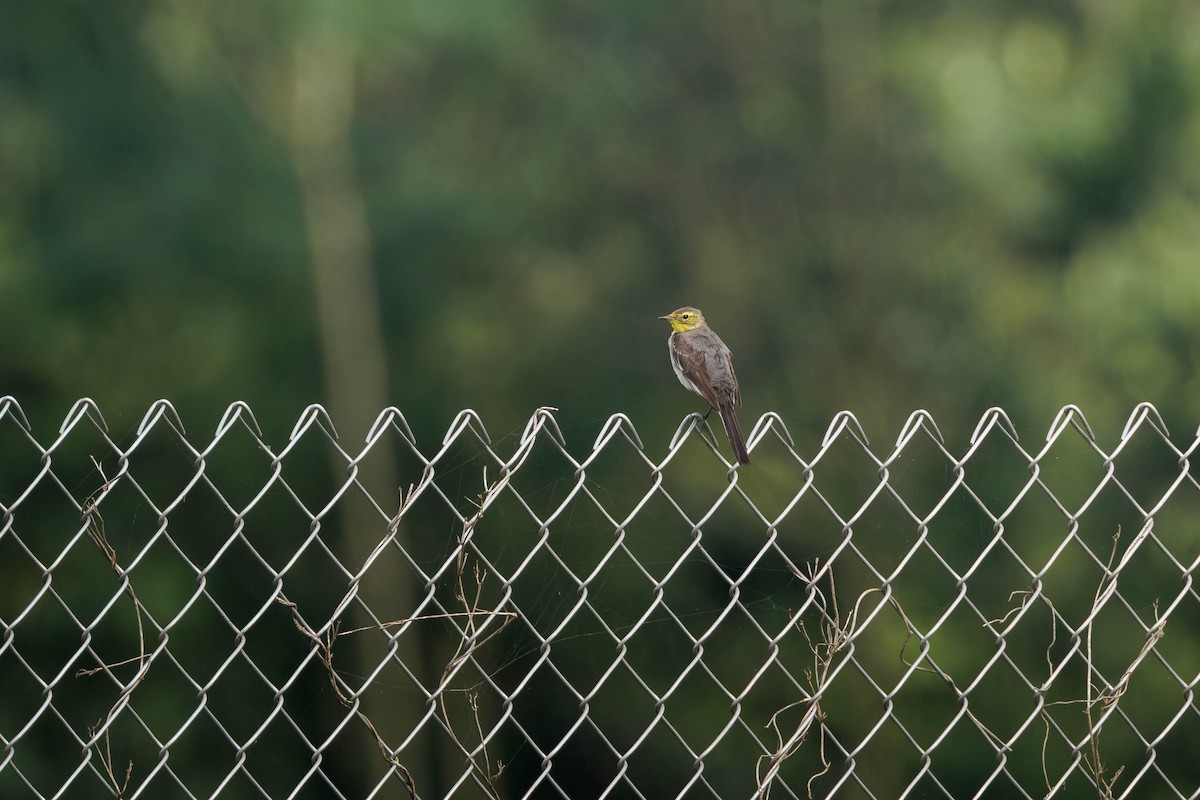 黃頭鶺鴒 - ML647602561