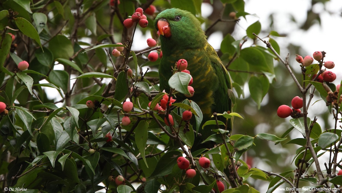 Scaly-breasted Lorikeet - ML647602574