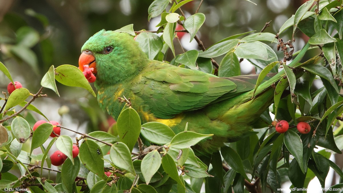 Scaly-breasted Lorikeet - ML647602575