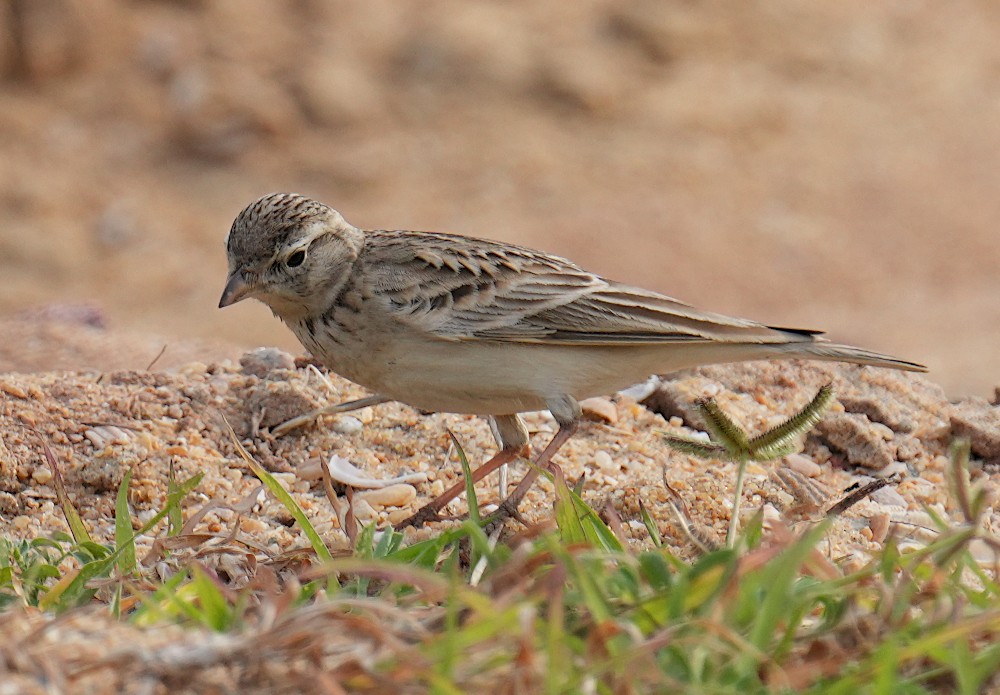 Mongolian Short-toed Lark - ML647602578