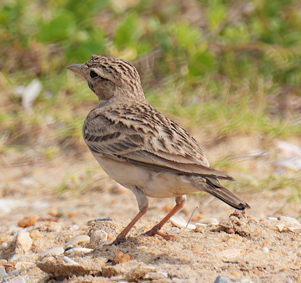 Mongolian Short-toed Lark - ML647602579
