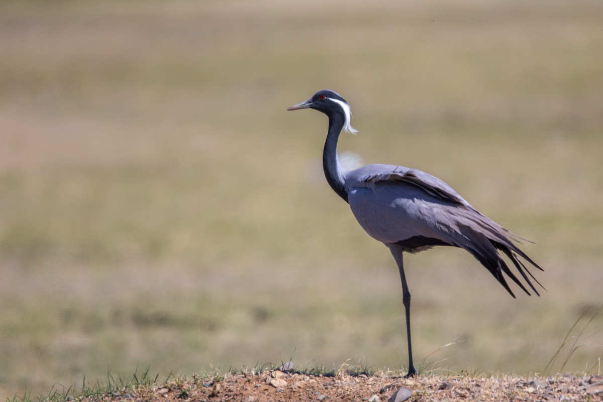 Telli Turna - ML647602612