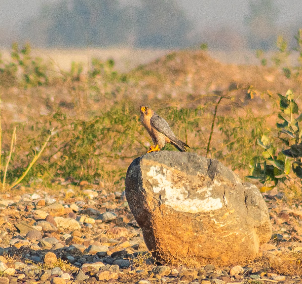 sokol stěhovavý - ML647602632