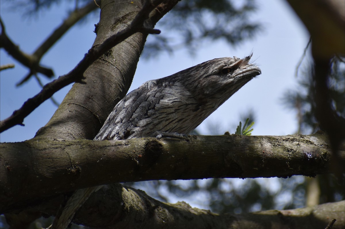 Avustralya Kocaağzı - ML647602634