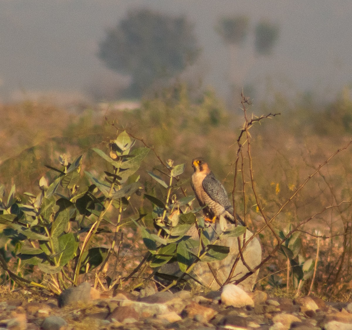 sokol stěhovavý - ML647602637