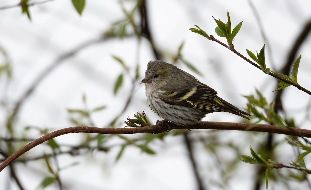 Eurasian Siskin - ML647602638
