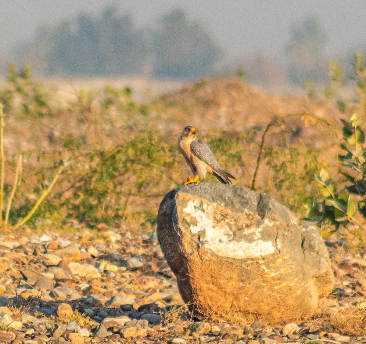 sokol stěhovavý - ML647602646