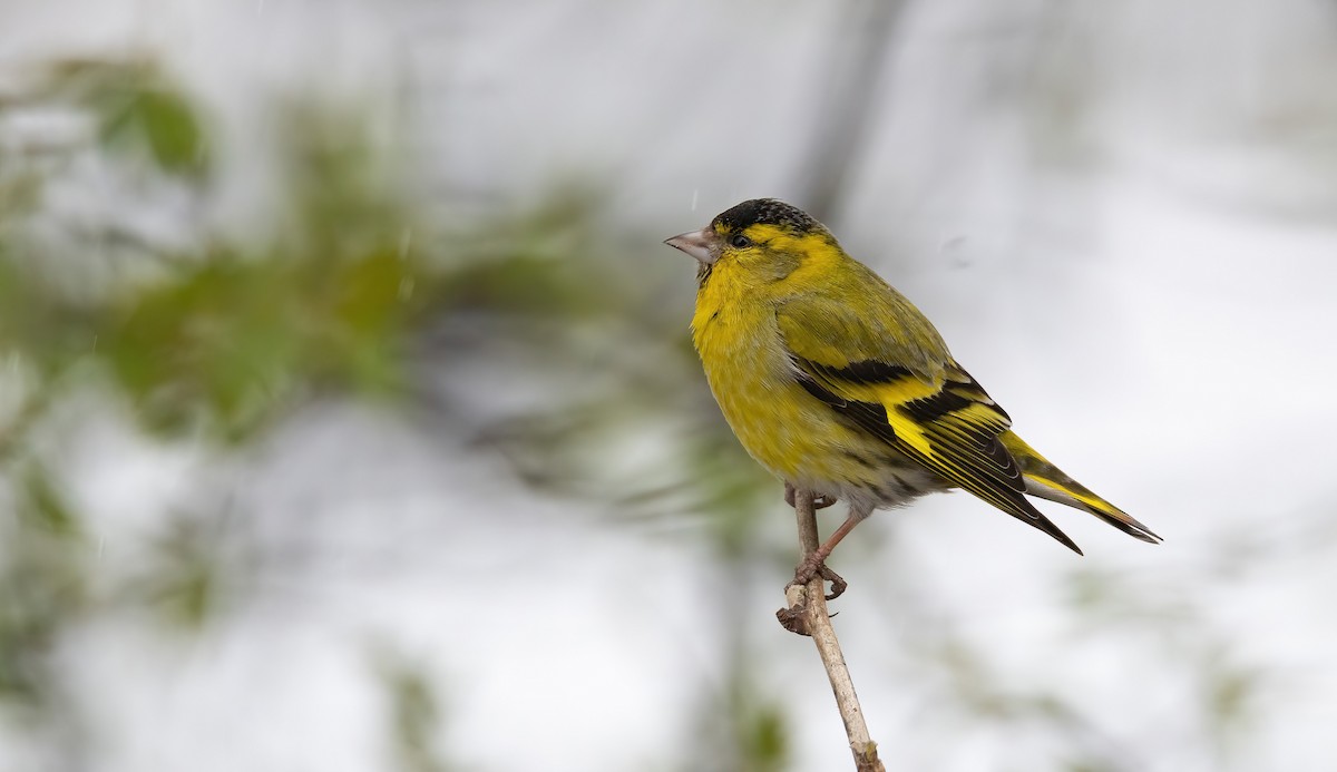 Eurasian Siskin - ML647602647