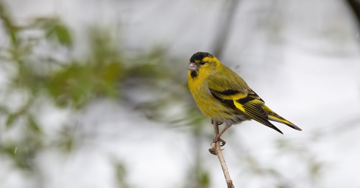 Eurasian Siskin - ML647602648