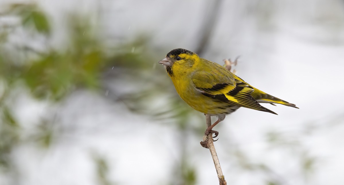 Eurasian Siskin - ML647602649
