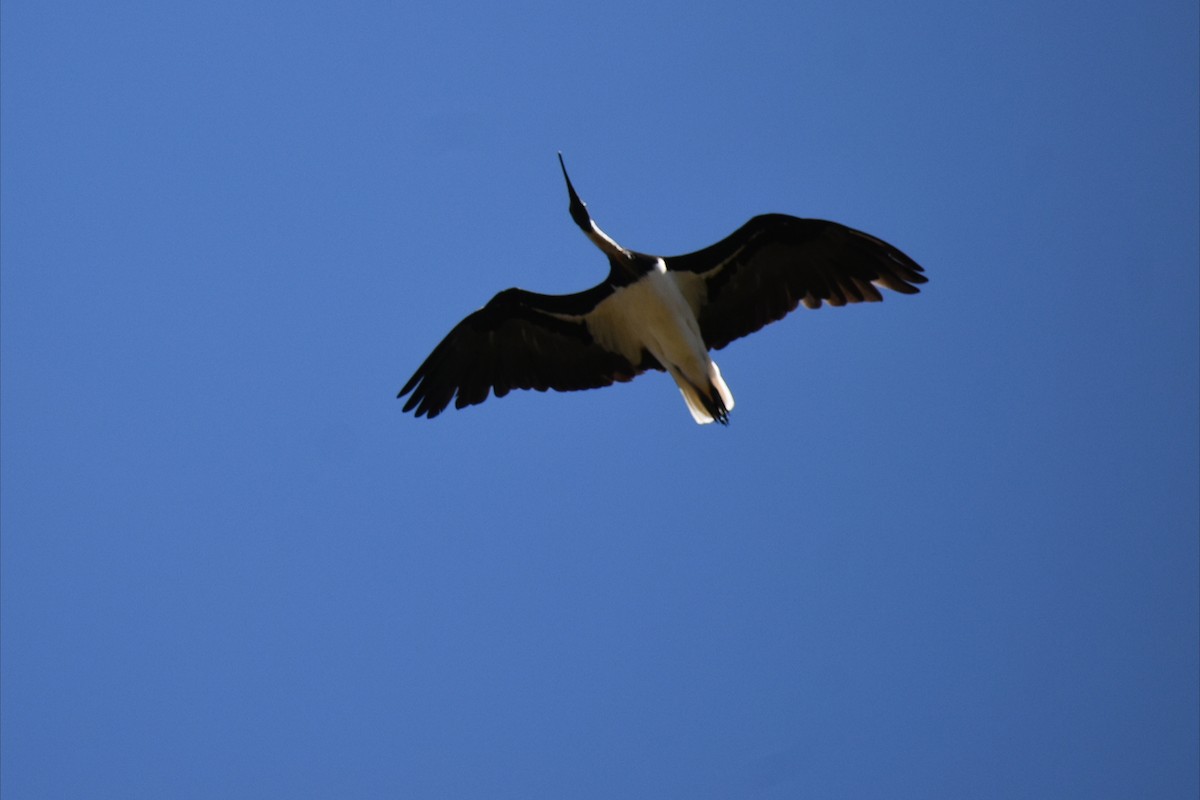 Ibis d'Australie - ML647602651