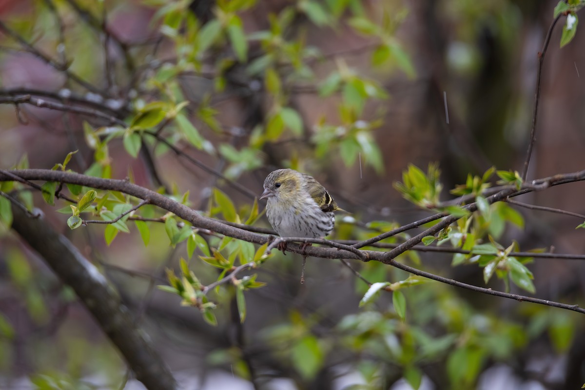 Tarin des aulnes - ML647602655