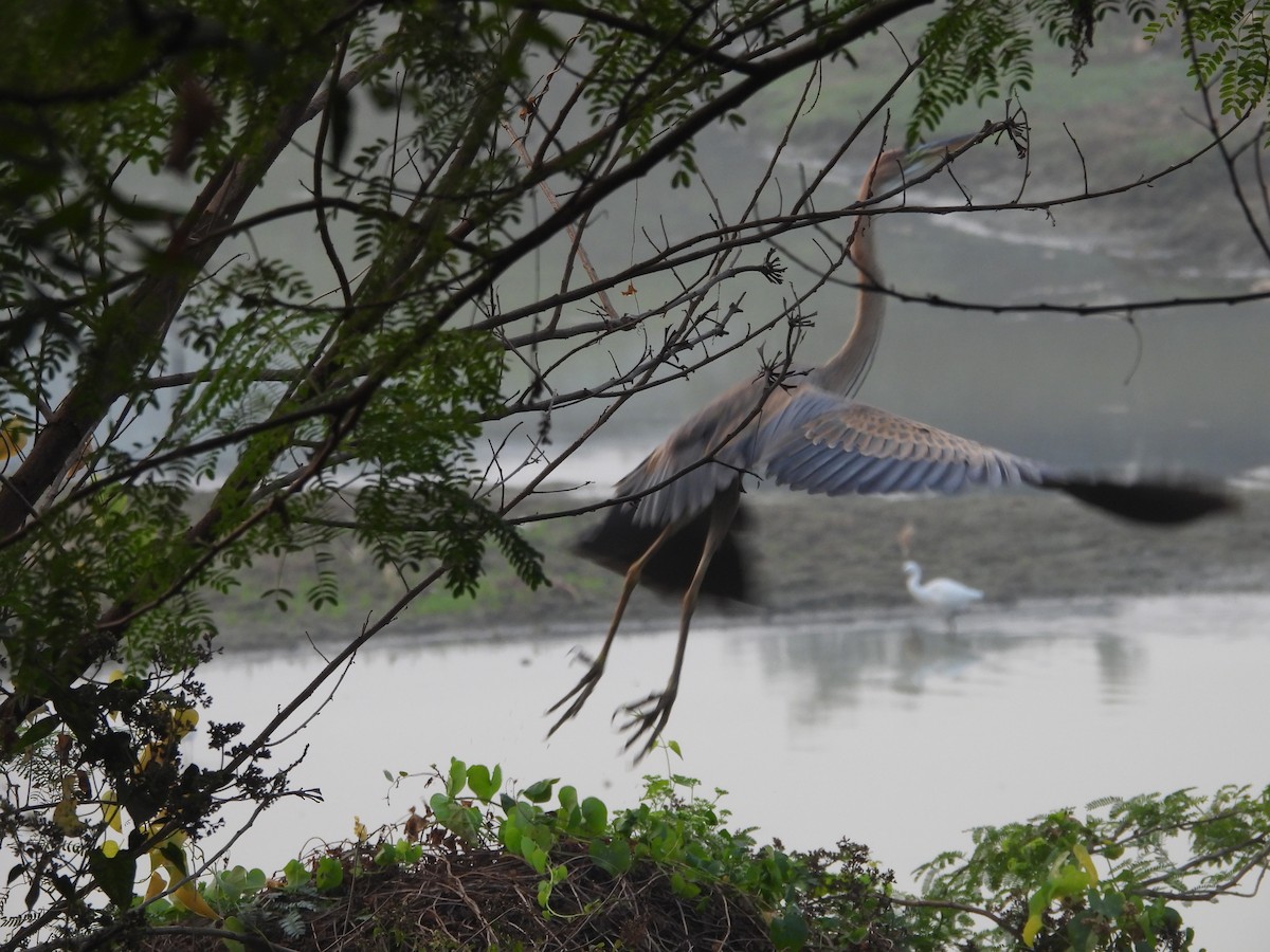 Héron pourpré - ML647602658