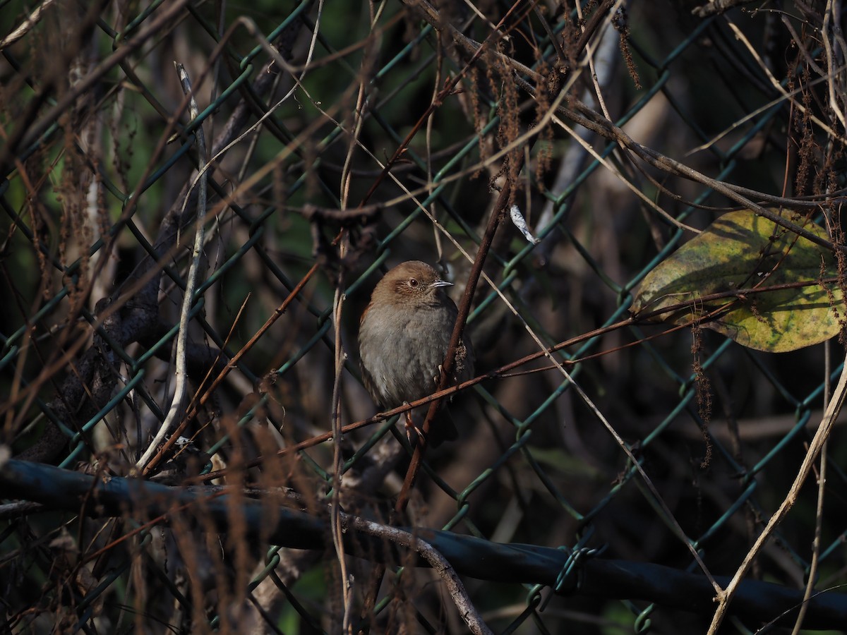 Accenteur du Japon - ML647602661