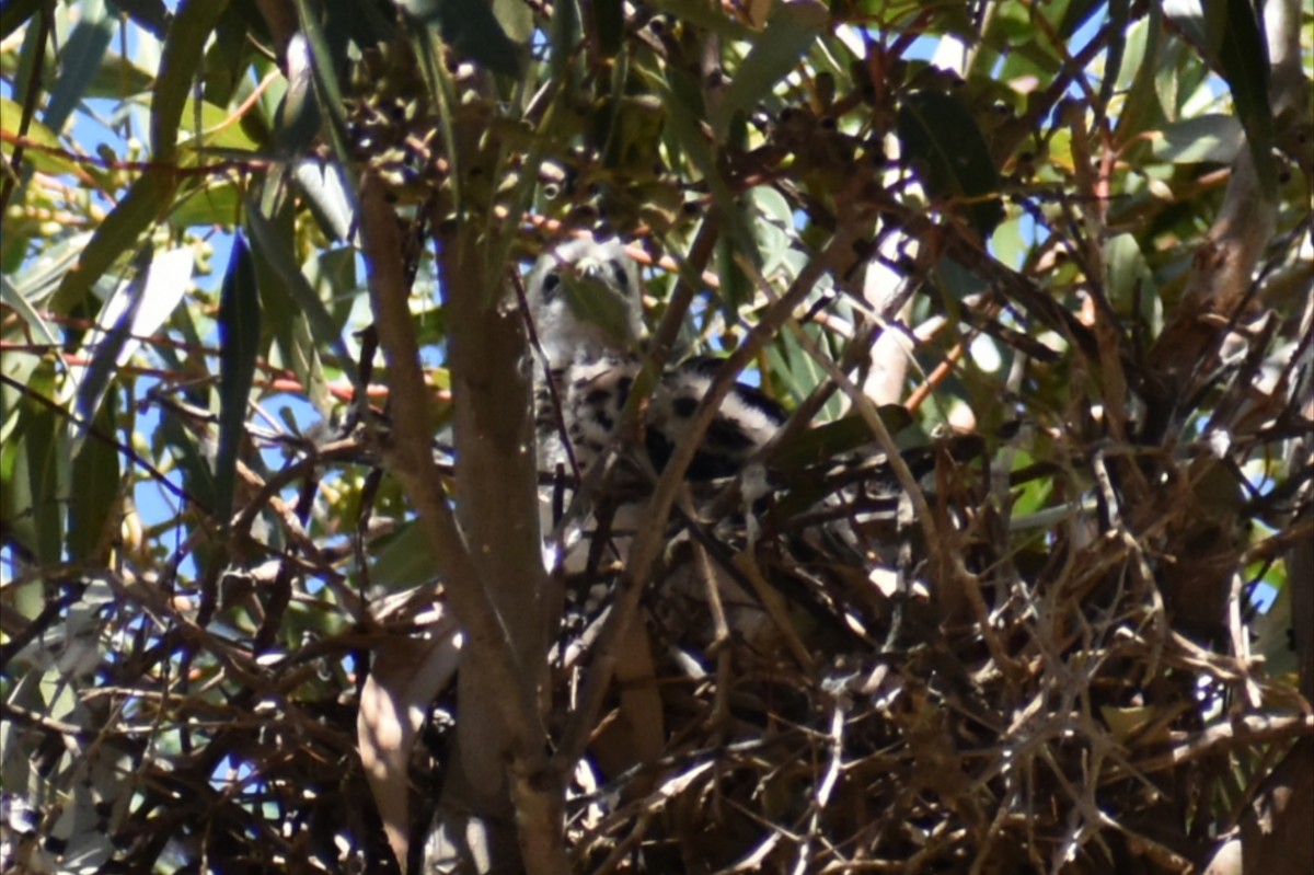 Épervier à collier roux - ML647602662