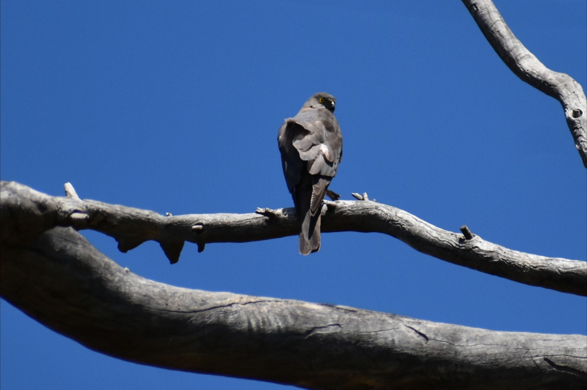Épervier à collier roux - ML647602663