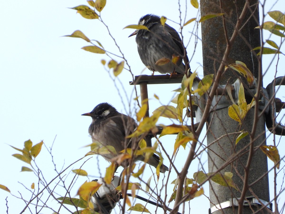 Étourneau gris - ML647602664