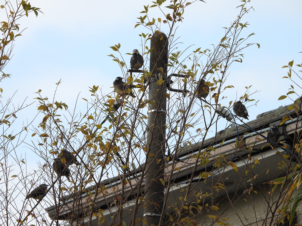 Étourneau gris - ML647602665