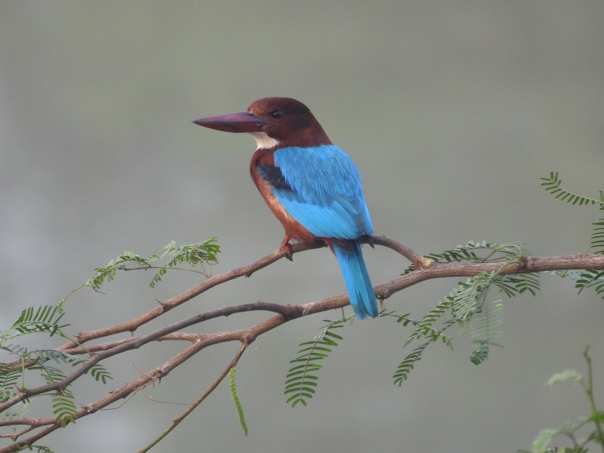 Martin-chasseur de Smyrne - ML647602666